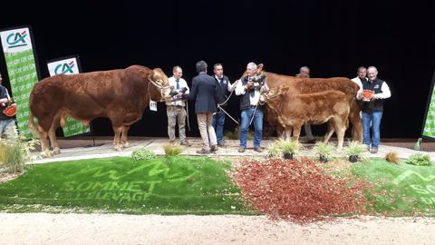 Libellule et Onyx, champions de la race Limousine Libellule et Onyx, champions de la race Limousine