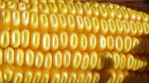 89 % des surfaces de maïs français étaient jugés dans des conditions "bonnes à très bonnes" le 27 septembre (©Terre-net Média)