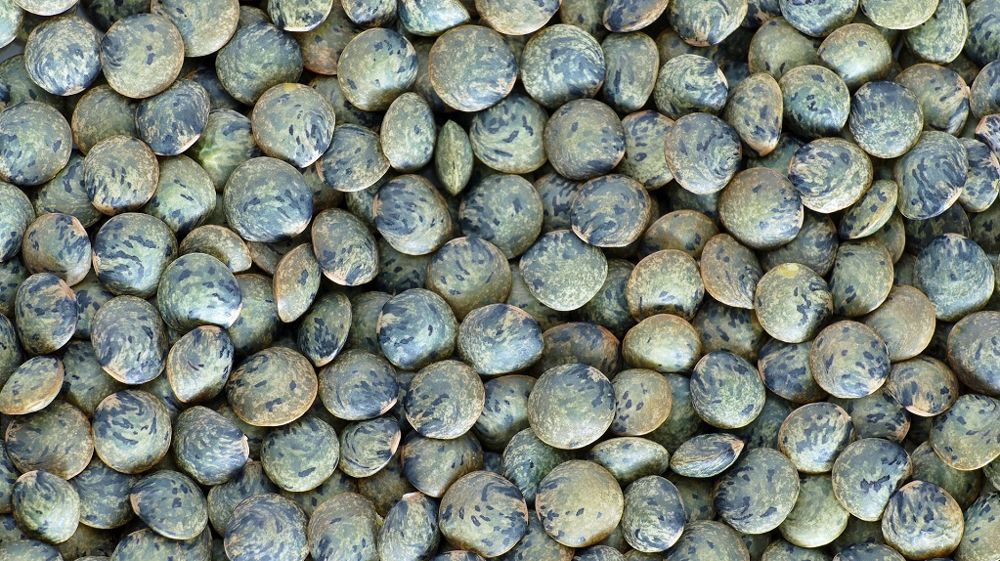 Selon la FNLS, les ventes de lentilles vertes ont augmenté d'environ 20 % depuis 2017. (©Pixabay)