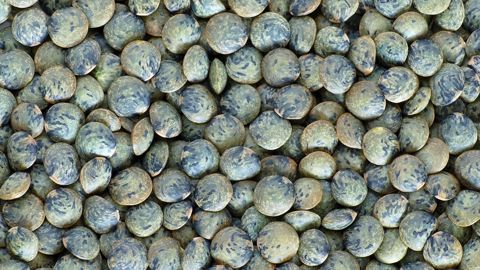 Selon la FNLS, les ventes de lentilles vertes ont augmenté d'environ 20 % depuis 2017. (©Pixabay)