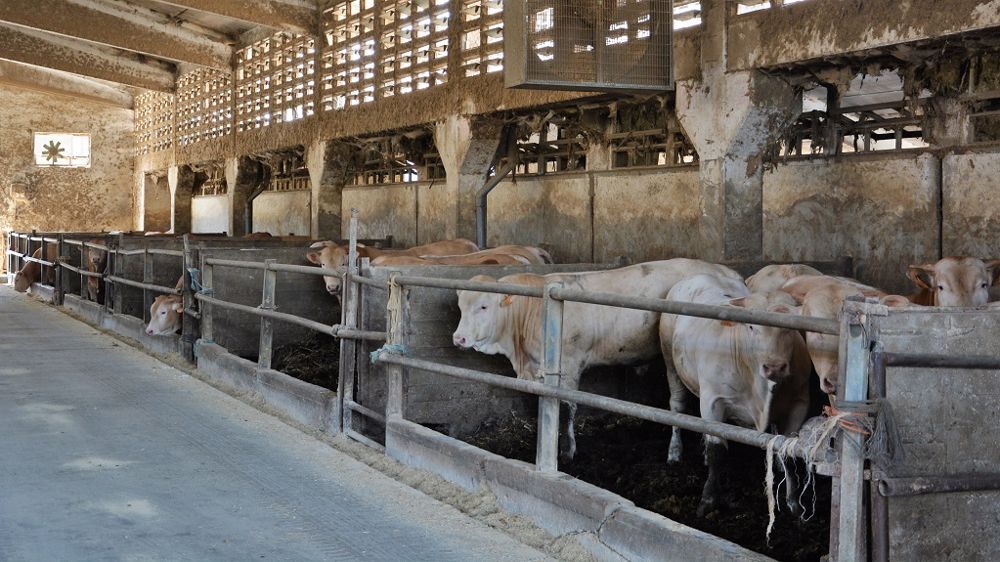 Attention : la litière et la surdensité dans les cases sont des facteurs favorisant la transmission des dermatites. (©Terre-net Média)