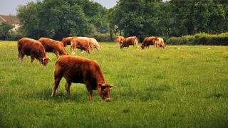 Produire du bœuf bio reste très technique puisque le but est de le finir rapidement à moindre coût. (©Terre-net Média)<span style="font-size: 14px; text-align: justify; color: #000000;"> Produire du bœuf bio reste très technique puisque le but est de le finir rapidement à moindre coût. (©Terre-net Média)<span style="font-size: 14px; text-align: justify; color: #000000;">