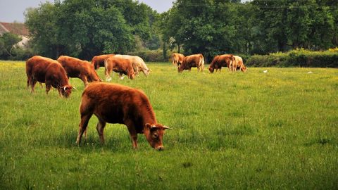 Produire du bœuf bio reste très technique puisque le but est de le finir rapidement à moindre coût. (©Terre-net Média)<span style="font-size: 14px; text-align: justify; color: #000000;"> Produire du bœuf bio reste très technique puisque le but est de le finir rapidement à moindre coût. (©Terre-net Média)<span style="font-size: 14px; text-align: justify; color: #000000;">