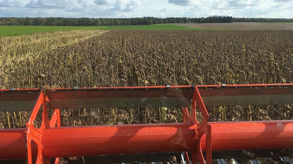 Pour cette récolte de tournesol 2021, Agreste estime un rendement moyen de 27,5 q/ha. (©@romainpaysan)