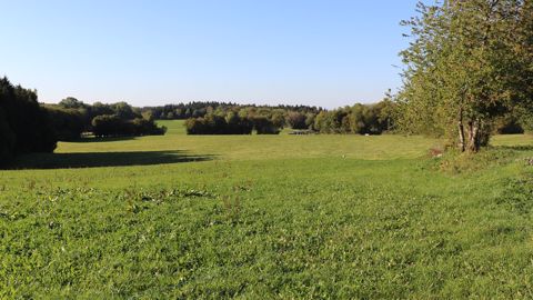 Ne pas hésiter à faire de la place et choisir des espèces agressives pour le sursemis de prairie. (©Terre-net Média)