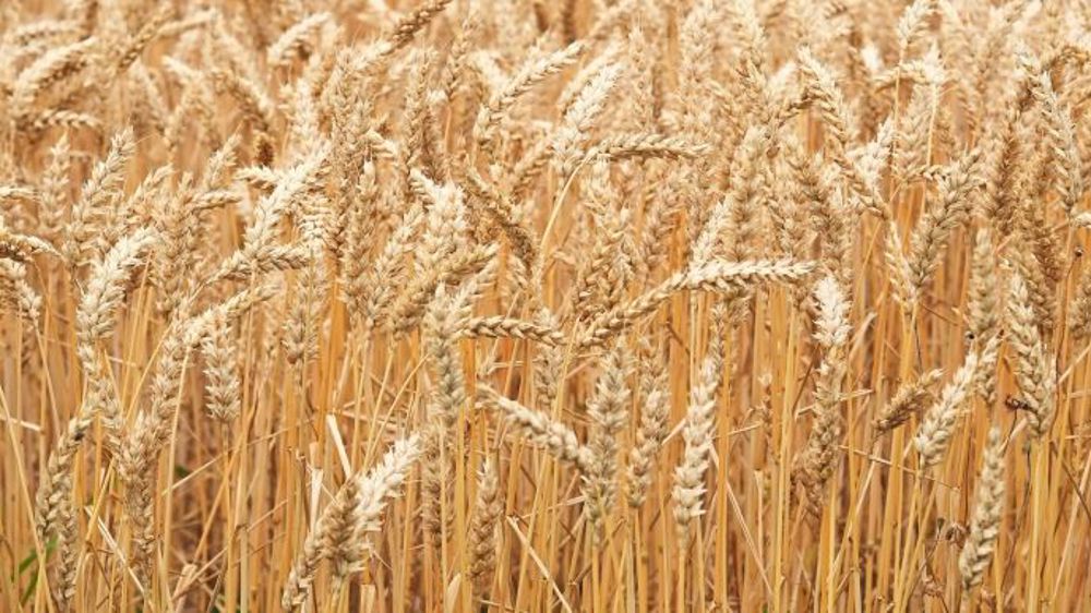  La récolte de céréales à venir en Australie pourrait détendre le marché.<strong> </strong>(©Terre-net Média)