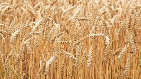  La récolte de céréales à venir en Australie pourrait détendre le marché.<strong> </strong>(©Terre-net Média)