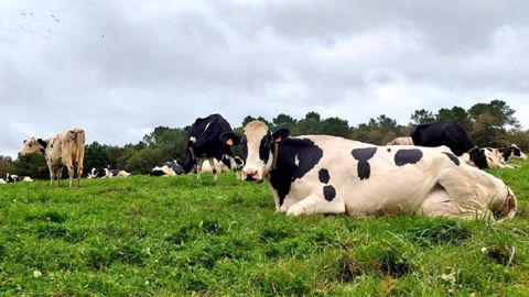 L’herbe d’automne : une vraie richesse à exploiter L’herbe d’automne : une vraie richesse à exploiter
