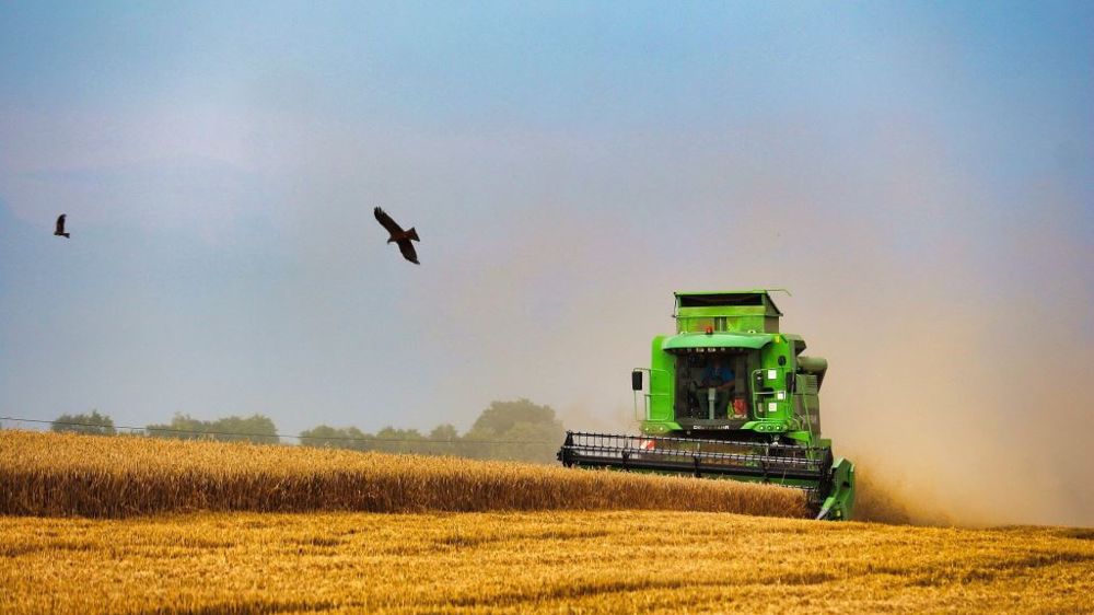 La récolte du blé a commencé en Argentine et les rendements sont pour l'instant bas : 10,2 q/ha en moyenne (©Pixabay)