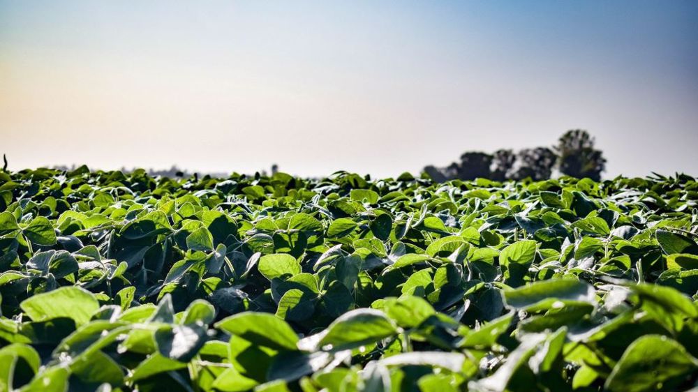 Le Conseil international prévoit un pic de production de soja en 2021/22. (©Pixabay)