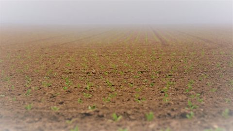 L’UFS veut faire de l’innovation variétale une priorité du prochain quinquennat