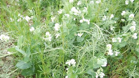 La post-levée permet de compléter voire d’assurer à elle seule la plupart des situations d’enherbement sur pois d’hiver. (©Laurent Jung/Terres Inovia) La post-levée permet de compléter voire d’assurer à elle seule la plupart des situations d’enherbement sur pois d’hiver. (©Laurent Jung/Terres Inovia)