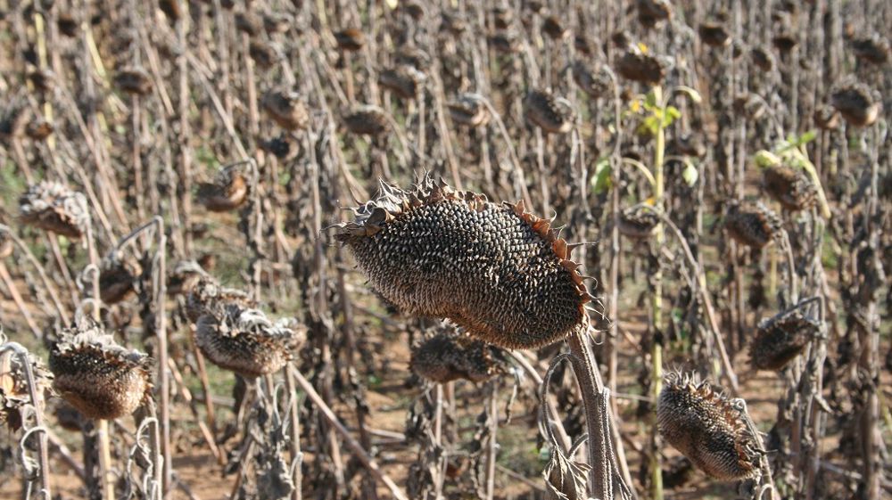 Les résultats très positifs de l'année illustrent que, lorsque les conditions sont favorables, l’espèce tournesol est bien au rendez-vous, note Terres Inovia.(©Terre-net Média)