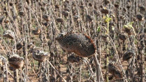 Les résultats très positifs de l'année illustrent que, lorsque les conditions sont favorables, l’espèce tournesol est bien au rendez-vous, note Terres Inovia.(©Terre-net Média)