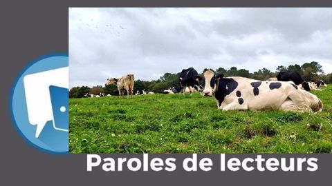L'herbe d'automne est-elle bonne pour les vaches ? Cette question divise un brin les lecteurs. (©Terre-net Média) L'herbe d'automne est-elle bonne pour les vaches ? Cette question divise un brin les lecteurs. (©Terre-net Média)