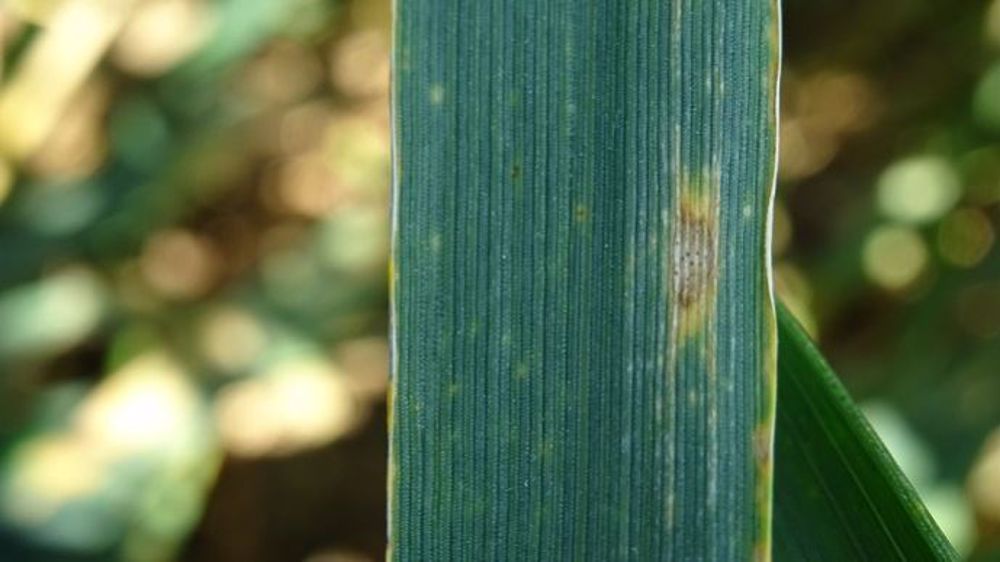 En blé, 2 applications du fongicide Pygmalion sont autorisées par ha et par an, 3 sur pommes de terre. (©@bubu1664/<a href="https://sites.google.com/view/franceagritwittos/banque-dimages" title="Banque d'image FranceAgriTwittos" target="_blank">Banque d'images FranceAgriTwittos</a>)<br />