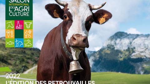 Neige, une vache de race Abondance, égérie du prochain salon Neige, une vache de race Abondance, égérie du prochain salon