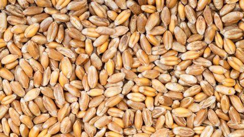 D'après le CIC, la production mondiale de blé atteindrait 777 Mt sur la campagne 2021/22 (©AdobeStock)