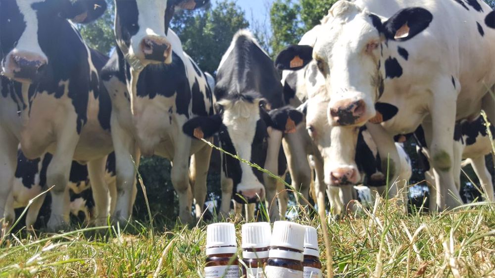 De plus en plus d'éleveurs se forment aux actes courants, mais aussi aux techniques de médecines complémentaires. (©Terre-net Média)