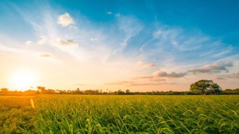 <a href="http://www.regie-agricole.com/includes/redirect.asp?id=2790" target="_blank">Téléchargez le guide</a> Biosolutions De Sangosse