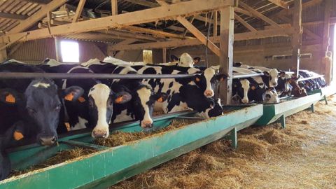Le coût du système d'alimentation est le principal facteur qui explique les écarts de revenus entre élevages. (©Terre-net Média) Le coût du système d'alimentation est le principal facteur qui explique les écarts de revenus entre élevages. (©Terre-net Média)
