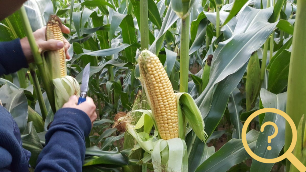 Quelles variétés de maïs choisir pour les semis 2022 ? (©Terre-net Média)