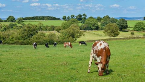 Bel revalorise son prix du lait 2022 pour tous les éleveurs de l'APBO. (©Pixabay) Bel revalorise son prix du lait 2022 pour tous les éleveurs de l'APBO. (©Pixabay)