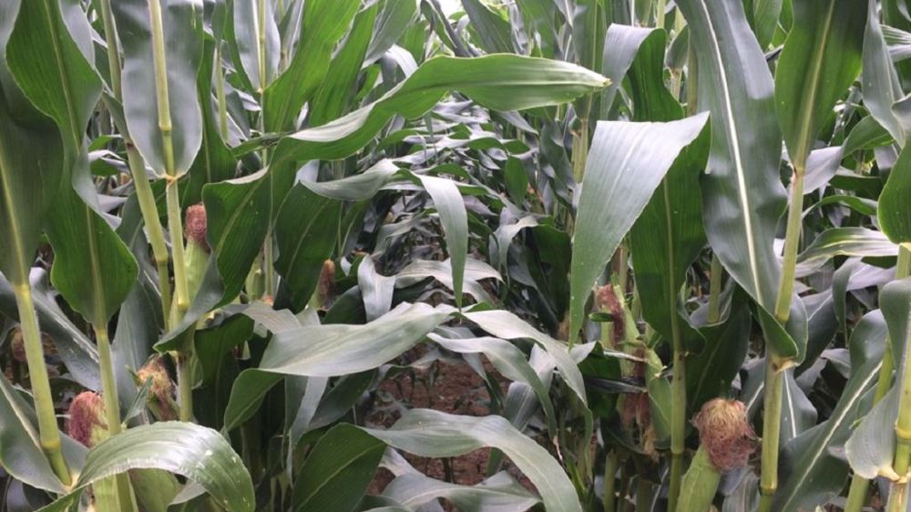 Fairplay : une des trois nouveautés fourrage chez Cérience pour les semis de maïs 2022. (©Cérience) 