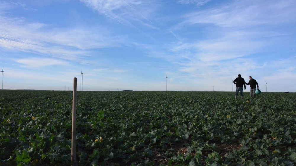 Agreste partage ses premières estimations de surfaces pour la campagne 2021/2022. (©Terre-net Média)