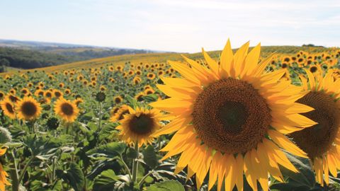 Terres Inovia liste 10 bonnes raisons de tenter la culture de tournesol. N'hésitez pas à partager votre expérience dans les commentaires. (©Terres Inovia)