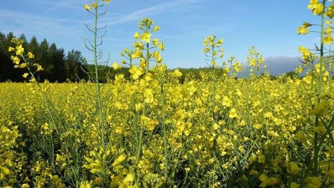  À 730 € la tonne, le colza touche le ciel ! (©Terre-net Média)