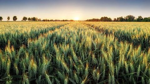 <a href="http://www.regie-agricole.com/includes/redirect.asp?id=2809" title="Guide" target="_blank">Téléchargez le guide</a> Biosolutions De Sangosse