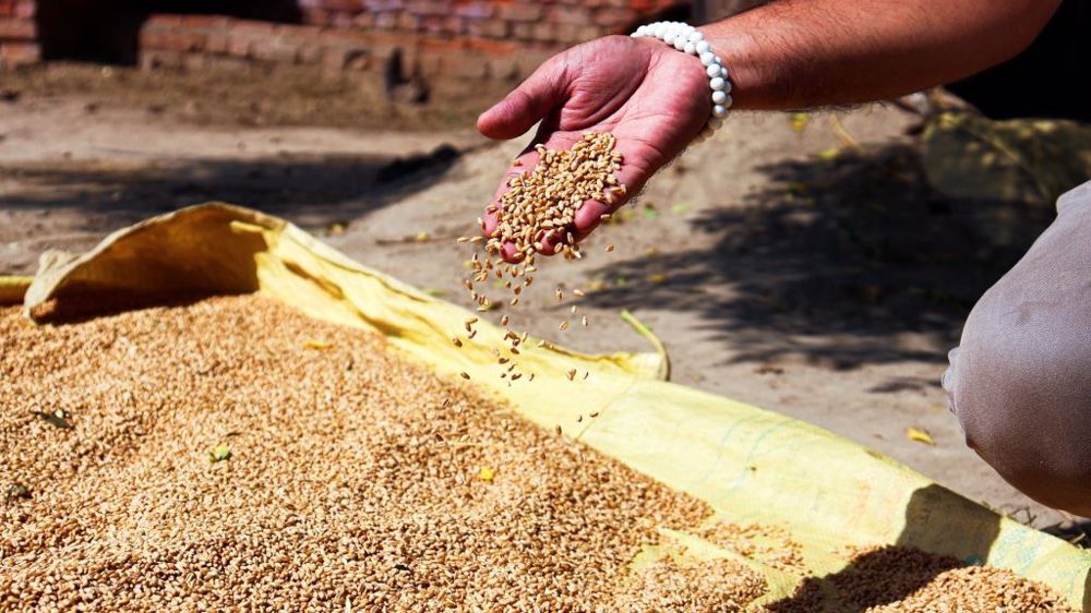 Les échanges à terme sont stoppés pendant un an en Inde, notamment en blé, riz et huiles alimentaires. (©Pixabay)