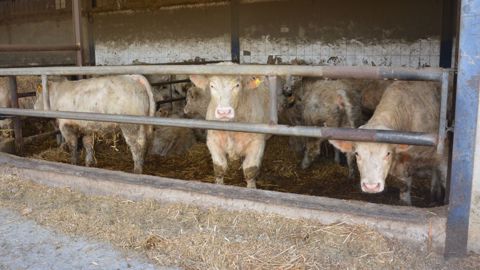 Étudier les voies de segmentation pour apporter de la plus-value à un atelier de viande bovine. (©Terre-net Média) Étudier les voies de segmentation pour apporter de la plus-value à un atelier de viande bovine. (©Terre-net Média)