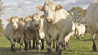 Sur la ferme expérimentale de St Hilaire-en-Woëvre (55), la saison de pâturage 2021 a donné des résultats de croissances identiques à celles de 2020. (©CC) Sur la ferme expérimentale de St Hilaire-en-Woëvre (55), la saison de pâturage 2021 a donné des résultats de croissances identiques à celles de 2020. (©CC)