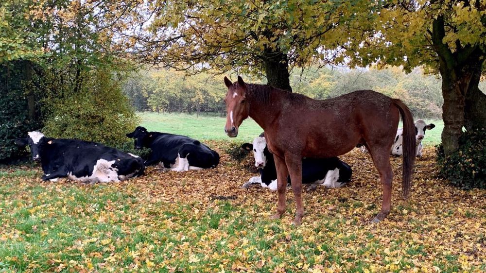 Les différentes espèces s'habituent à la cohabitation. (©Terre-net Média)