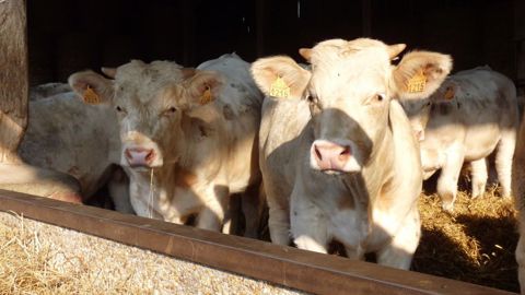 Intégrer de l'herbe dans une ration sèche en engraissement fait baisser le coût de la ration sans dégrader les performances. (©Terre-net Média) Intégrer de l'herbe dans une ration sèche en engraissement fait baisser le coût de la ration sans dégrader les performances. (©Terre-net Média)