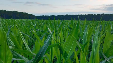 La solution polyvalente de la fertilisation phosphatée