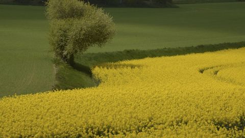 Pour renforcer davantage encore le stockage du carbone dans le sol, il est recommandé de diversifier les assolements et de mettre en place des couverts entre deux cultures dans la rotation. (©Adobe Stock) Pour renforcer davantage encore le stockage du carbone dans le sol, il est recommandé de diversifier les assolements et de mettre en place des couverts entre deux cultures dans la rotation. (©Adobe Stock)