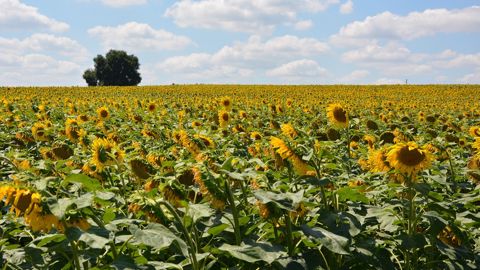 Le guide de culture tournesol est <a href="https://www.terresinovia.fr/p/guide-tournesol" title="Guide de culture tournesol 2022" target="_blank">disponible sur le site web de Terres Inovia.</a> (©Terre-net Média) Le guide de culture tournesol est <a href="https://www.terresinovia.fr/p/guide-tournesol" title="Guide de culture tournesol 2022" target="_blank">disponible sur le site web de Terres Inovia.</a> (©Terre-net Média)