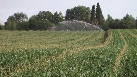 Avec environ 10 000 hectares implantés, la région des Pays-de-la-Loire représente près d’un tiers des surfaces de maïs semences de l'Hexagone. (©Terre-net Média) Avec environ 10 000 hectares implantés, la région des Pays-de-la-Loire représente près d’un tiers des surfaces de maïs semences de l'Hexagone. (©Terre-net Média)