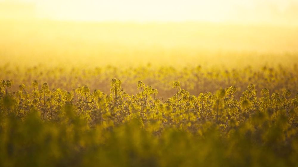 L'interdiction de l'usage du phosmet menace un quart des surfaces de colza françaises, s'inquiète la Fop. (©Pixabay)