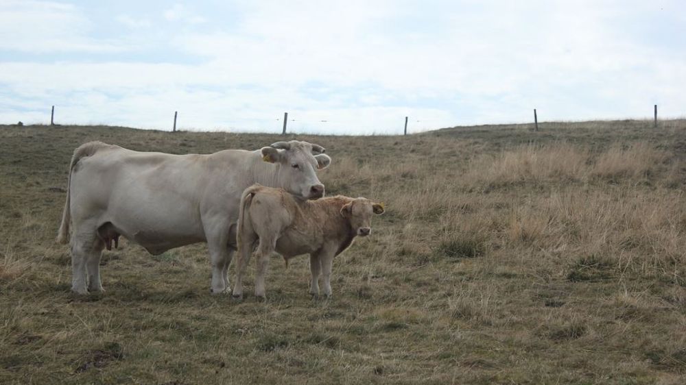 Pour 87 % des éleveurs, la sécheresse estivale est l'aléa le plus impactant sur leur système de production. (©Pixabay)