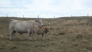 Pour 87 % des éleveurs, la sécheresse estivale est l'aléa le plus impactant sur leur système de production. (©Pixabay) Pour 87 % des éleveurs, la sécheresse estivale est l'aléa le plus impactant sur leur système de production. (©Pixabay)
