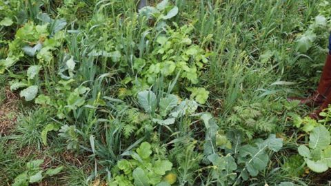  Ne pas laisser les sols nus, en développant les cultures dites intermédiaires entre deux récoltes, fait partie des solutions pour séquestrer le carbone dans les terres agricoles. (©Terre-net Média)