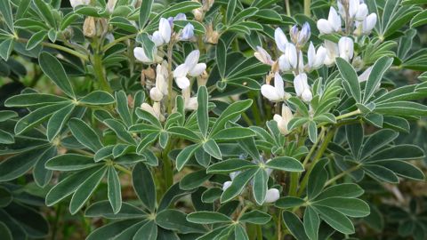 Contrairement au pois ou à la féverole, Bradyrhizobium lupini, le rhizobium du lupin, n’est pas naturellement présent dans tous les sols français. (©Terre-net Média) Contrairement au pois ou à la féverole, Bradyrhizobium lupini, le rhizobium du lupin, n’est pas naturellement présent dans tous les sols français. (©Terre-net Média)