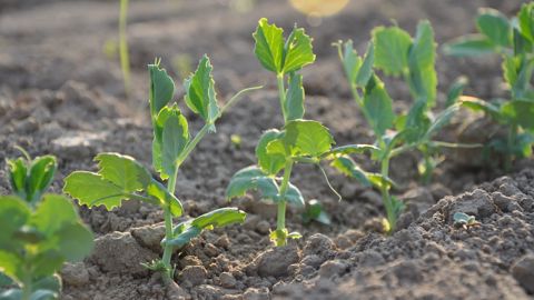 Si Terres Inovia recommande d'être prêt à semer tôt les pois et féveroles de printemps, cela ne peut se concrétiser que sous deux conditions : avoir un sol suffisamment ressuyé et pas de températures proches de 0°C dans les jours qui suivent le semis. (©Terre-net Média)