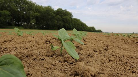 L’obtention d’une levée suffisante (entre 5 et 6 pieds /m²) et régulière est un facteur clé de réussite du tournesol.  (©Claire Martin Monjaret, Terres Inovia)
