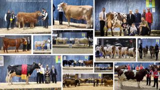 Quels animaux succèderont aux grands champions de la précédente édition du concours général agricole des bovins au salon de l'agriculture ? (©Terre-net Média) Quels animaux succèderont aux grands champions de la précédente édition du concours général agricole des bovins au salon de l'agriculture ? (©Terre-net Média)