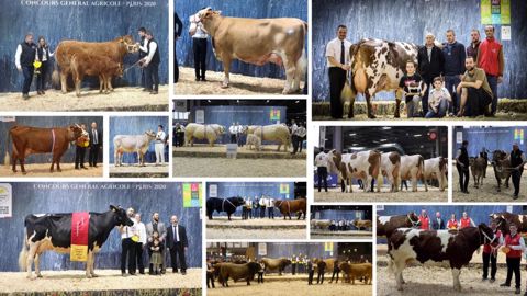 Quels animaux succèderont aux grands champions de la précédente édition du concours général agricole des bovins au salon de l'agriculture ? (©Terre-net Média) Quels animaux succèderont aux grands champions de la précédente édition du concours général agricole des bovins au salon de l'agriculture ? (©Terre-net Média)